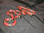 Синалойская змея. Молочная змея. Lampropeltis triangulum sinaloae - фото 1