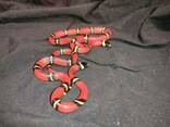 Синалойская змея. Молочная змея. Lampropeltis triangulum sinaloae - фото 2
