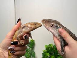Синеязыкая ящерица, синеязыкий сцинк, эксклюзивная домашняя рептилия