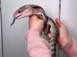 Синеязыкий сцинк, ручная ящерица, синьоязикий сцинк