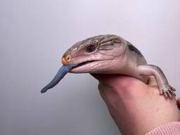 Синеязыкий сцинк, ящер сцинк, домашняя ящерица ручная