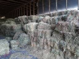 Сіно лугове та люцернове