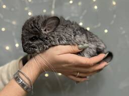 Сіра шиншила