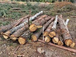 Сировина після розліснення полів породи сосна, і береза. Щепа двох видів