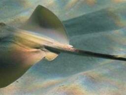 Крыло ската черноморского, хвостокола, без шкуры, вакуум