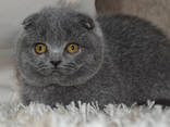 Скоттиш Фолд, голубая(котенок) - фото 2