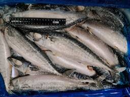 Скумбрія с/г с/м (09.2025) 550 ( 2*12,5 кг) , Ісландія