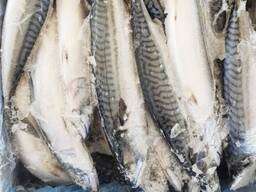 Скумбрія, скумбрия свежемороженая