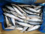 Скумбрія тихоокеанська 200-300 від 20-25 см. від 20 тонн - фото 1