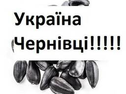 Куплю Подсолнух Черновцы Украина