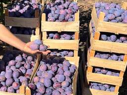Продам оптом. Слива Стенлей Президент Блю фрі