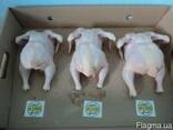 Продам Тушки Бройлера на экспорт. Halal. Охлажденная тушка . - фото 3