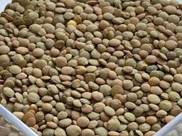 Сочевиця червона/зелена