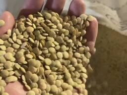 Сочевиця зелена Україна