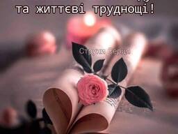 Софору плоди куплю
