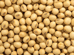 Насіння сої ГМО (під Раундап) Аполло, Ультра, Монро, Канзас, Аббі