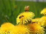 Сок одуванчика прямого отжима из корня, листа и цвета одуванчика - фото 1