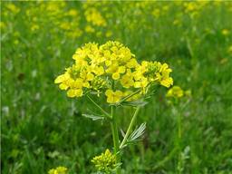 Сок сурепки