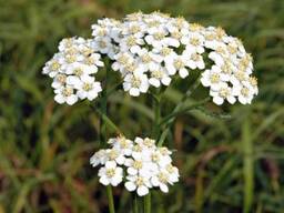 Сок тысячелистника