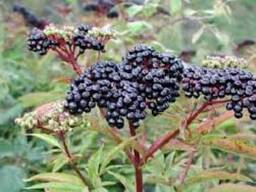 Сок ягод бузины черной