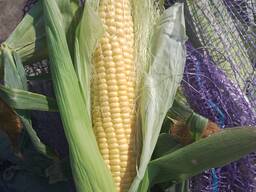 Солодка кукурудза 2025. Шукаю покупця!!!