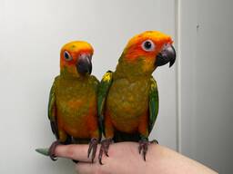 Сонячний аратінга, папуга аратинга, ручні окільцьовані папжки