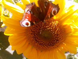 Соняшникове-білкове борошно