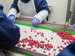Сортування, інспектування та пакування заморожених продуктів харчування