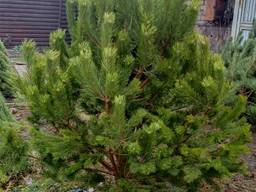 Новогодняя сосна