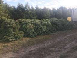Сосна опт