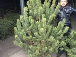Сосна оптом