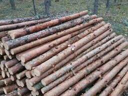 Тонкомер сосна