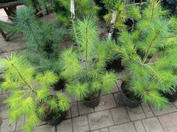 Сосна веймутова 55-65 см та крупномір