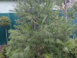 Сосна веймутова 55-65 см та крупномір - фото 3