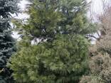 Сосна веймутова 55-65 см та крупномір - фото 2