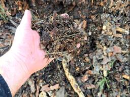 Соснова мульча відмінної якості