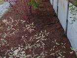 Мульча из сосновой коры, для засыпки участка и деревьев, з - фото 3