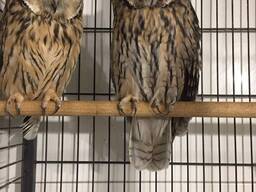 Сова з вушками, ручна сова домашня, вухаста сова