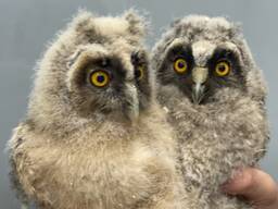 Сова з вушками, ручна сова домашня, вухаста сова