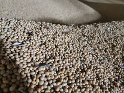 Соя (soybeans) protein 35%-37% Бразилия