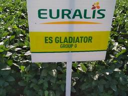 Соя Ультра , Максус