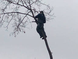 Спил дерев, обрізання. Розчищення. Корчування.