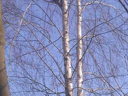 Спил деревьев в Одессе и Области