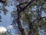 Спил деревьев в Одессе и Области - фото 1