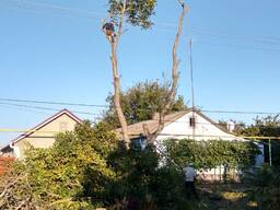 Спилим обрежем деревья, удалим поросли