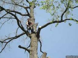 Спилить дерево, кронирование, обрезка веток сада