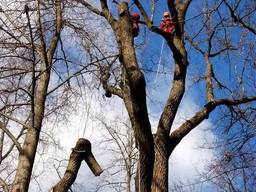 Спилювання дерев корчування пнів