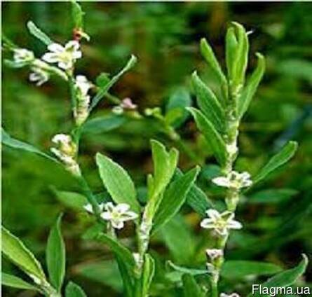 Спориш трава, горец птичий