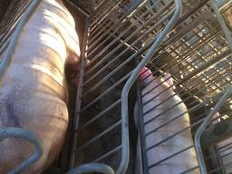 Станок для индивидуального содержания осеменения и опороса