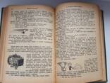 Старинная книга 1912г. Бичер-Стоу "Дрэд" и Карл Эвальд ", Сказки природы" - фото 9
